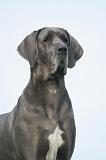DOGUE ALLEMAND 586